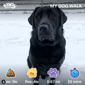 paway-applicazione-per-cani