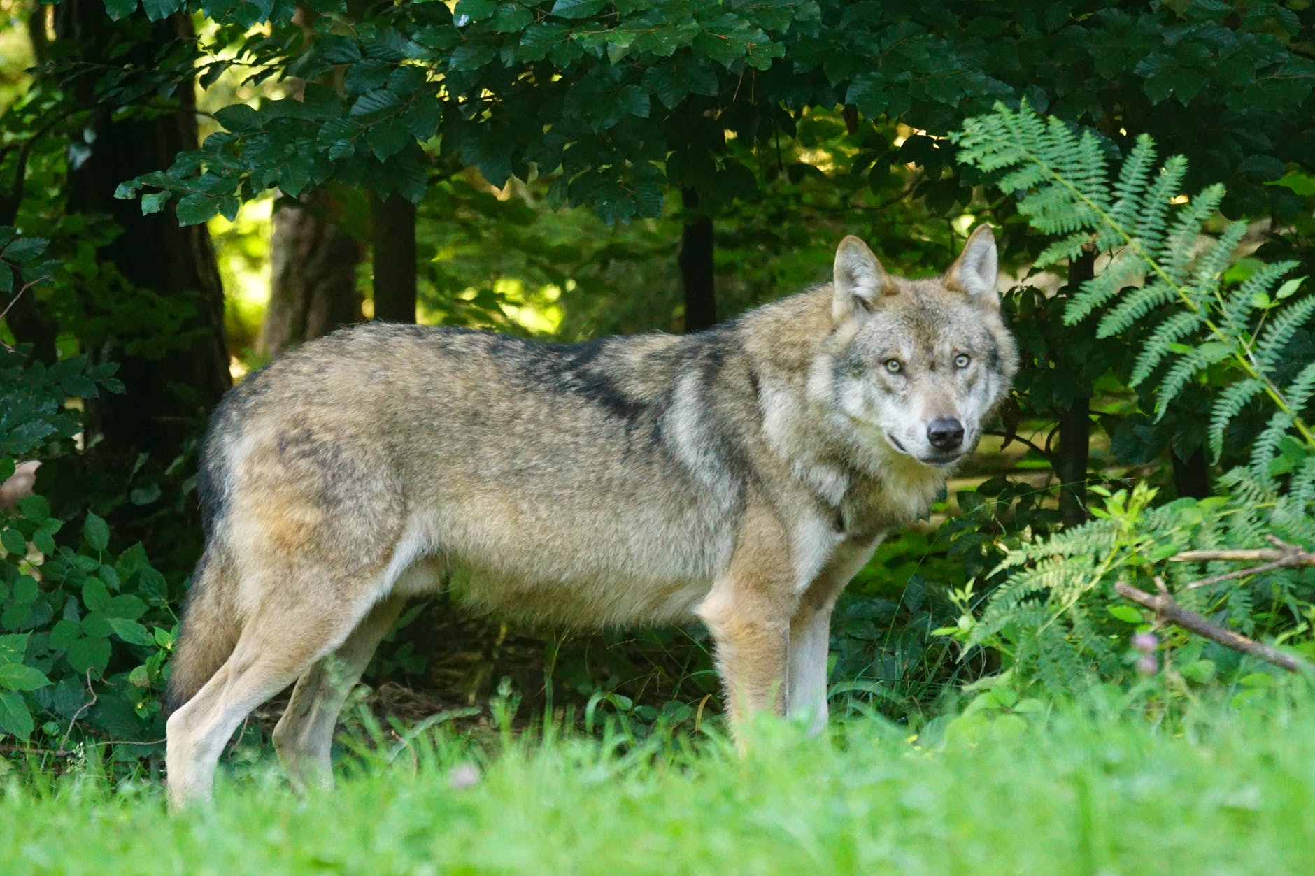 Spagna proibisce la caccia al lupo