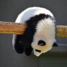 panda-non-sono-piu-a-rischio