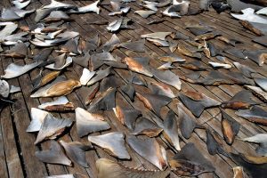 stop-shark-finning