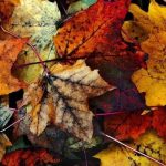 autunno-playlist-autumn