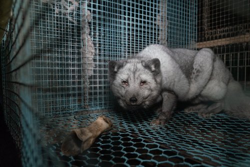 Stop alle pellicce vere: niente più allevamenti e animali da pelliccia