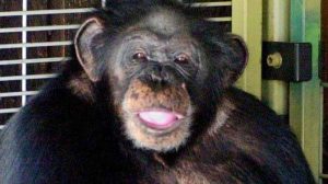 travis-scimpanze-una-tazza-dhorror