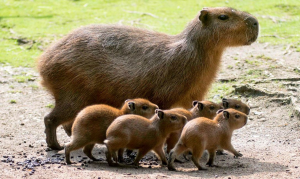 giornata-europea-del-capibara