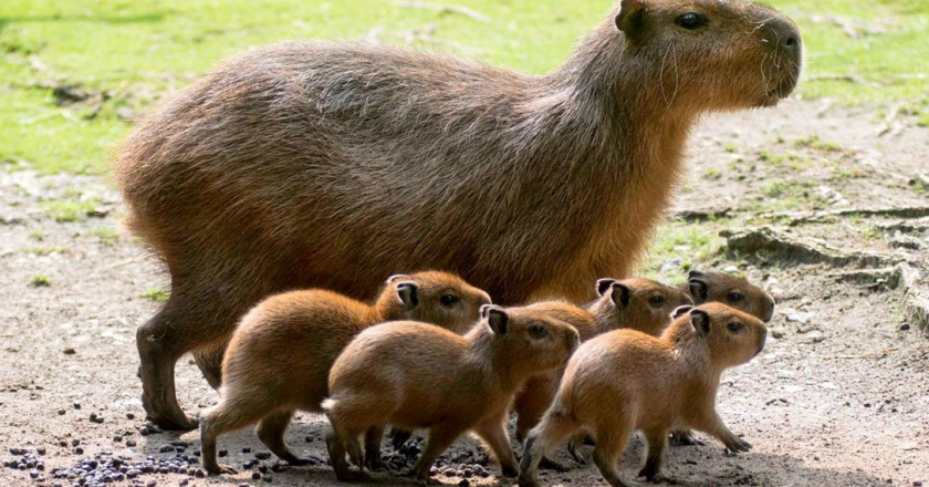 Giornata europea del Capibara: la proposta al Parlamento Europeo