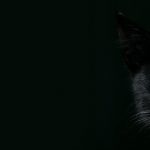 Halloween 2023: gatti neri nelle mani di pazzi assassini