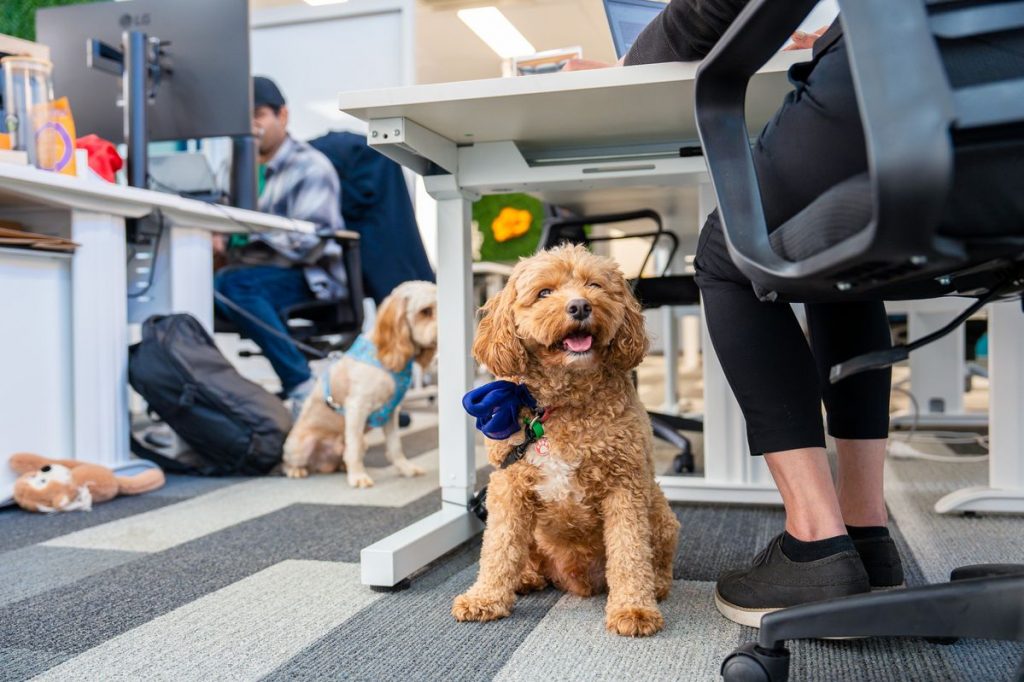 02d277894c80c90d887c4836d401509e-1024x682 Portare il cane in ufficio? Sempre più lavoratori lo considerano un benefit irrinunciabile