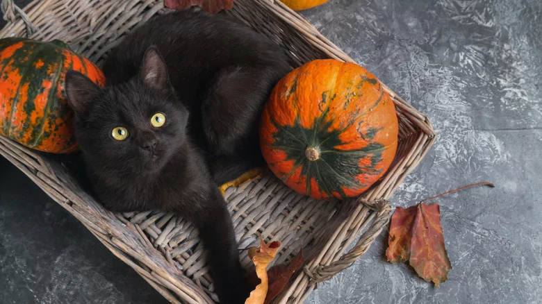 Perchè i gatti neri sono figli di Satana? – Una Tazza D’horror #35